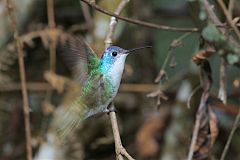 Andean Emerald